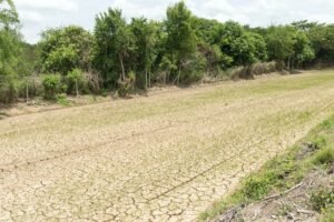 Rice seedlings growing on the barren fields.